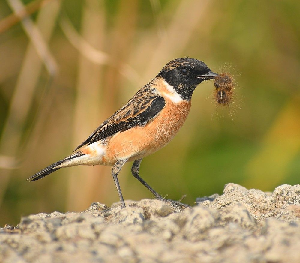 Photograph by Soumak bindu