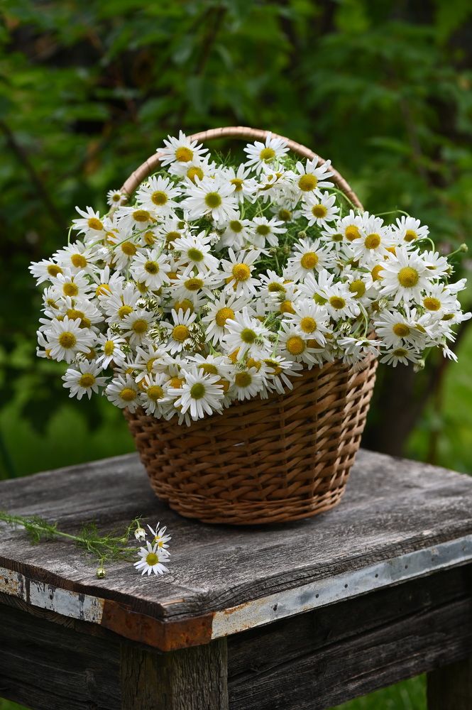 Photograph by Ирина Александрова