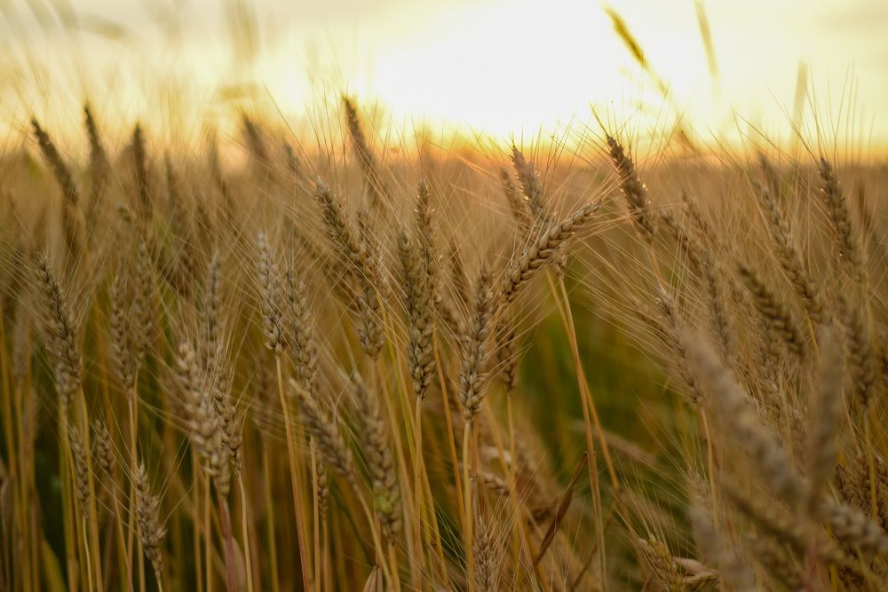 Photograph by Елена Сиушова