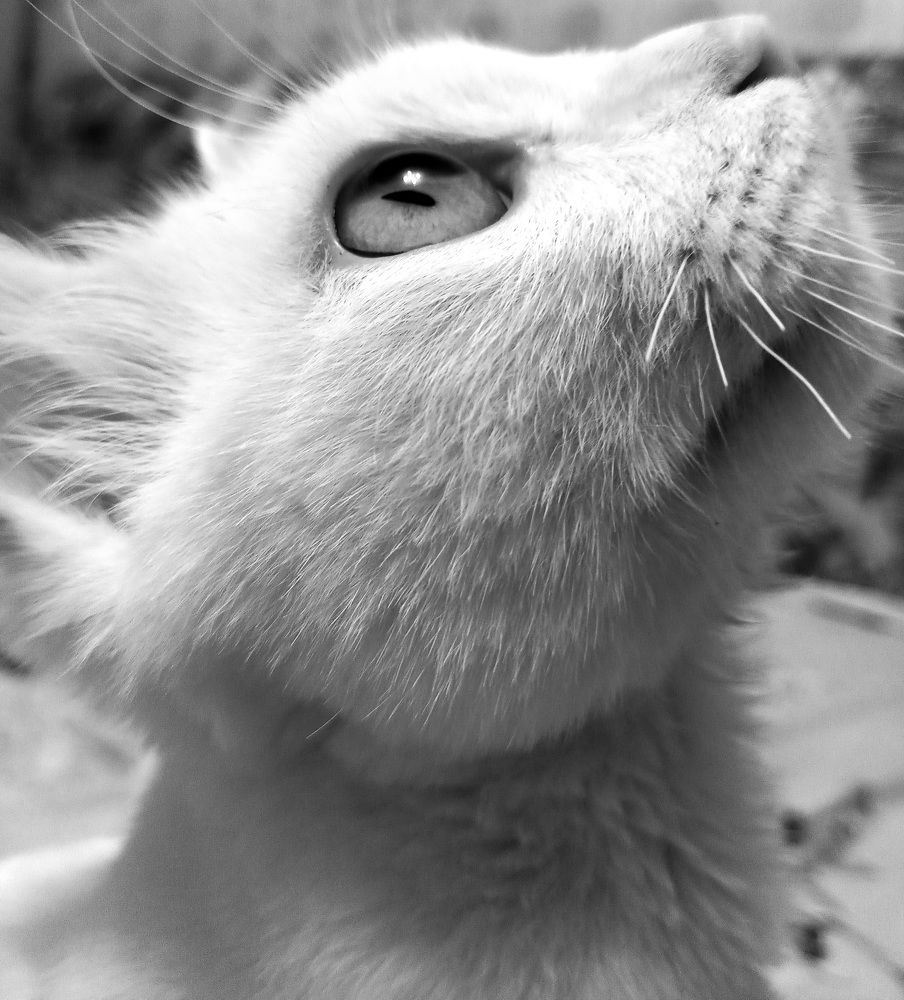 Мой кот Джудик
