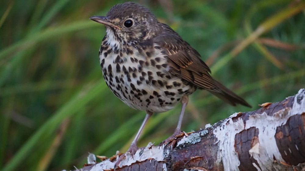 Photograph by Михаил Шапочкин