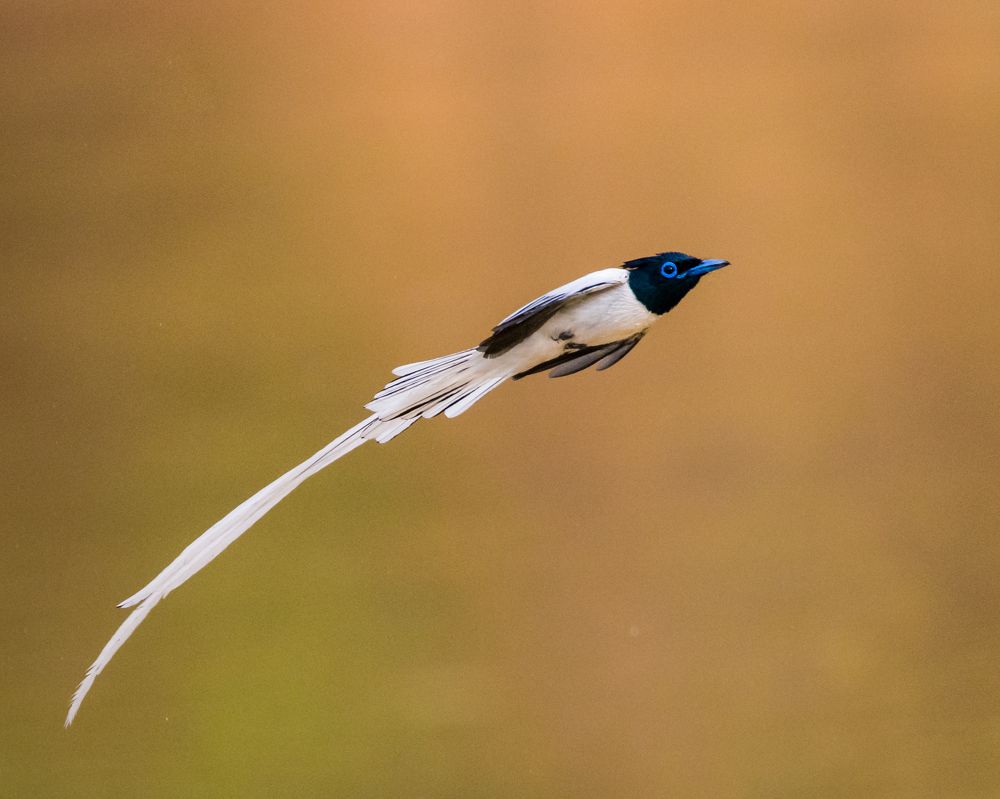 Photograph by Debashis Subudhi