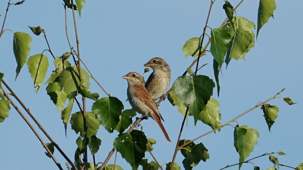 Photograph by Михаил Шапочкин
