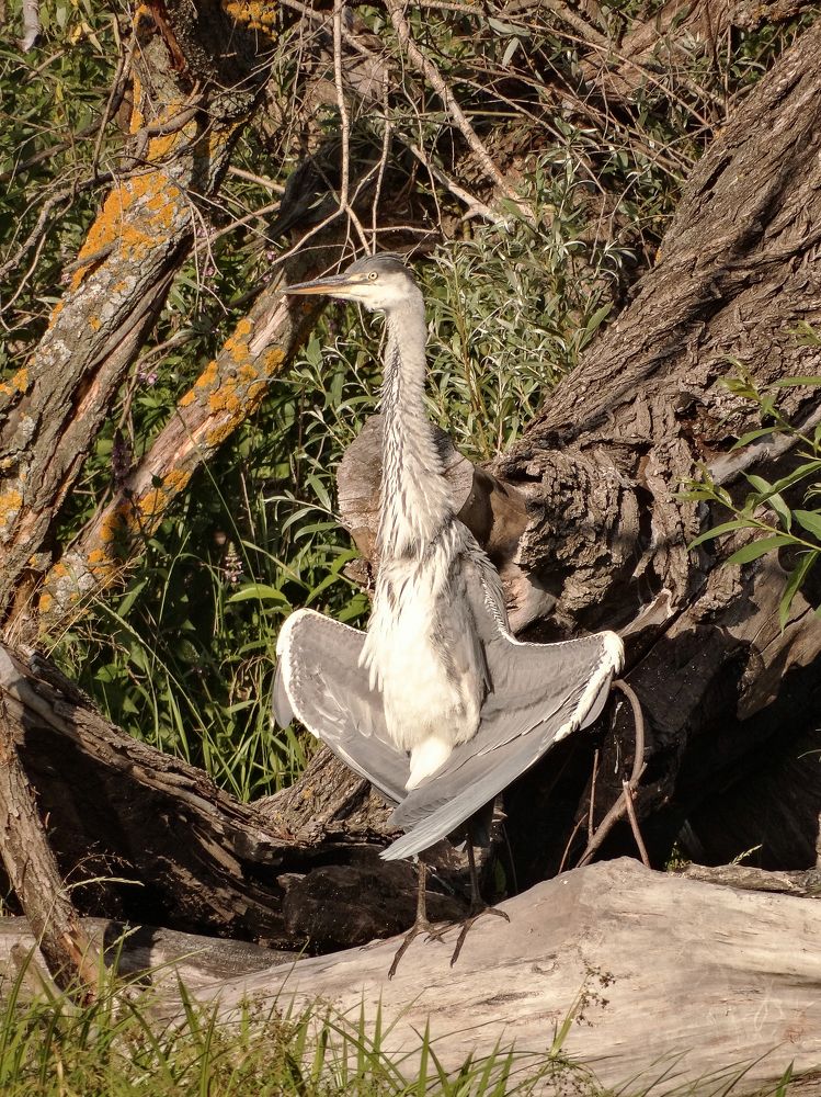 Серая цапля.