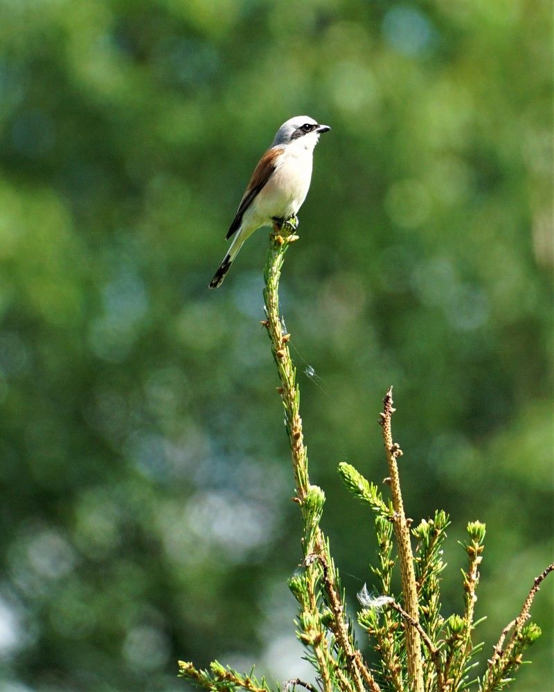 Photograph by Михаил Шапочкин