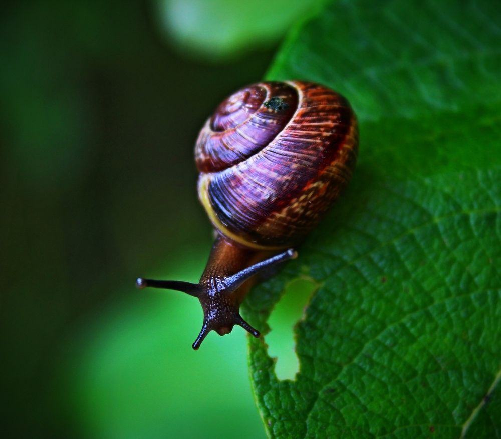 Все свое ношу с собой