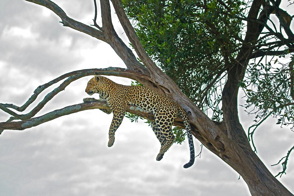 Photograph by Sreejith Sreedharan