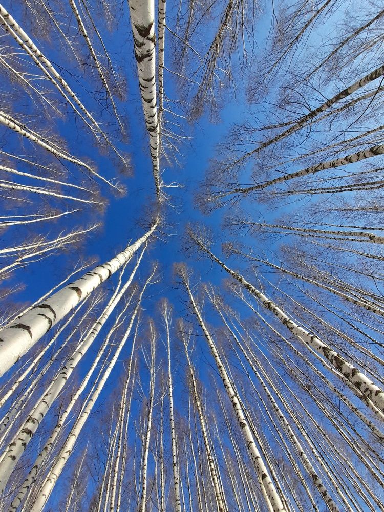 Фотография автора Тамара Караваева