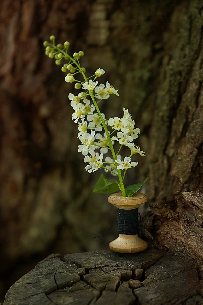 Фотография автора Ирина Войнова