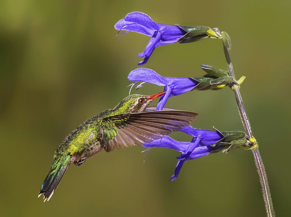 Common Hummingbird