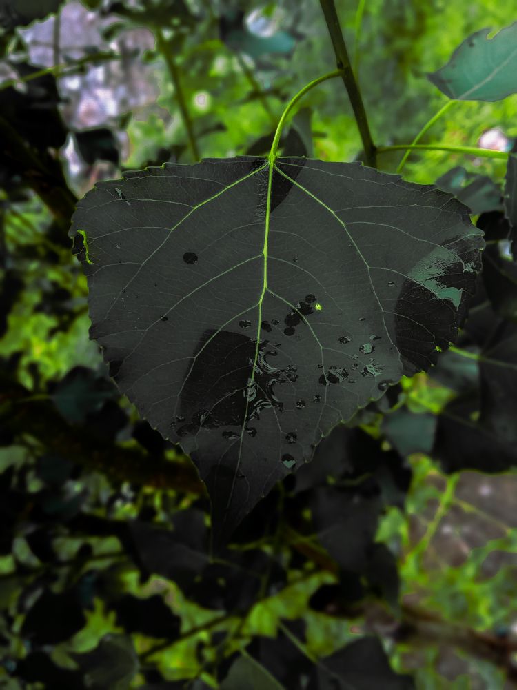 Photograph by Faizan Faizanshahid