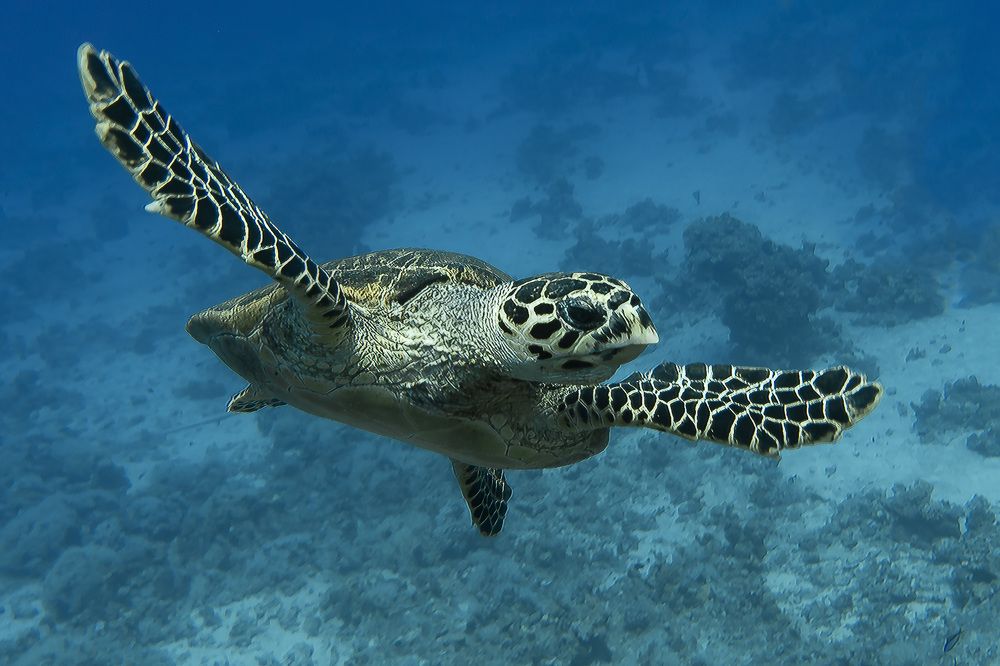 Photograph by Руслан Орлов