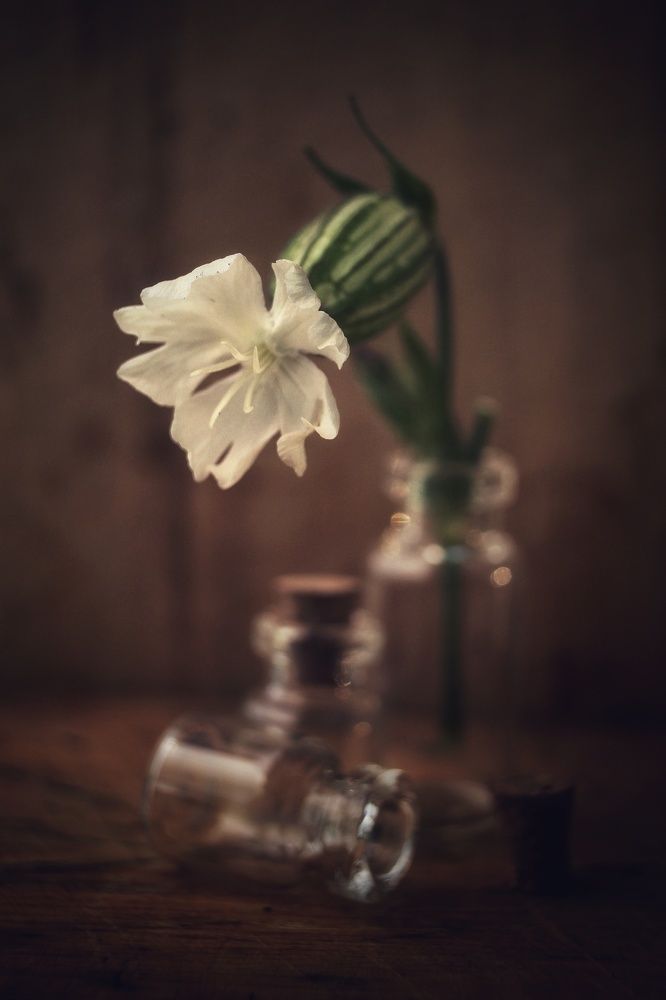 Photograph by Natalya Popova
