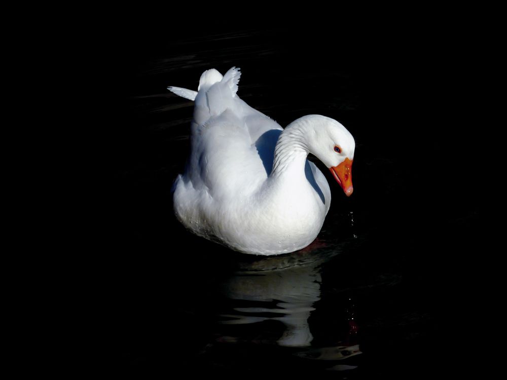 Фотография автора reza ahmadi