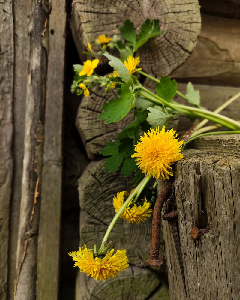 Photograph by Максим Зенкевич