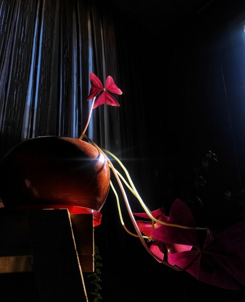 Photograph by syamak azarbad