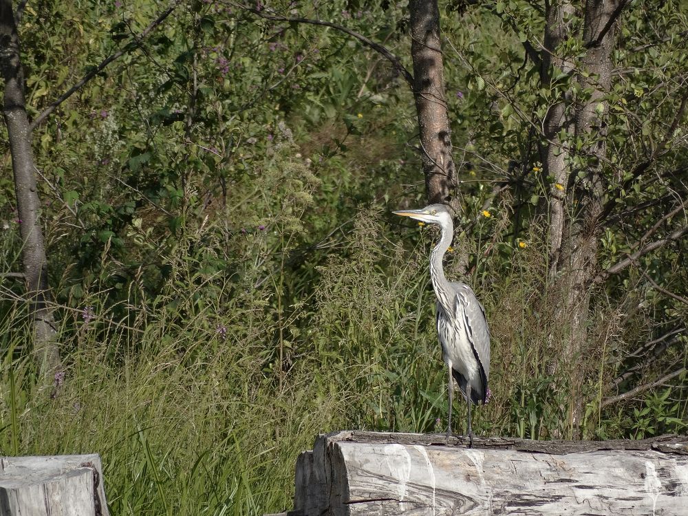 Серая цапля.