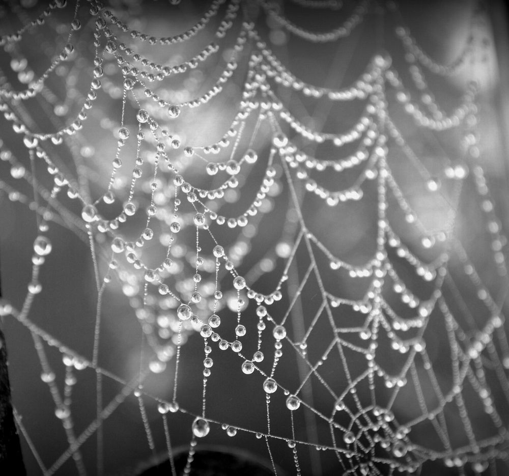 Роса на паутине.