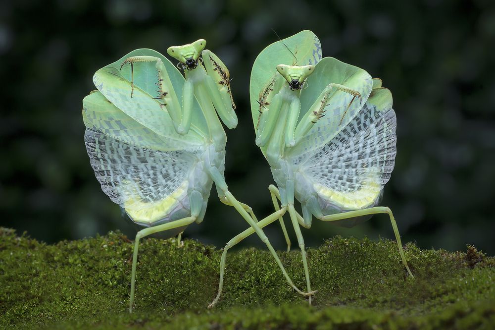 The Peruvian Leaf Mantis