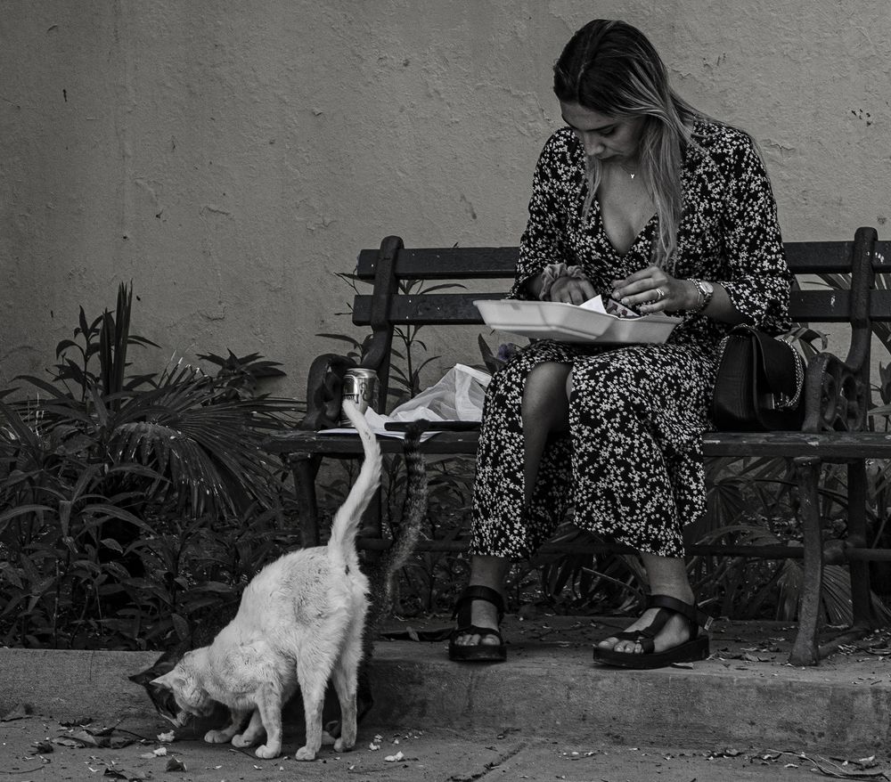 The Girl and the Kittys