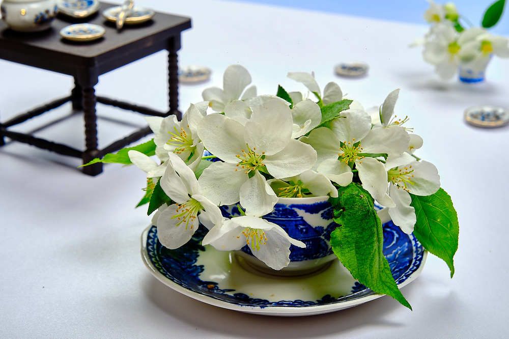 Яблоневый цвет