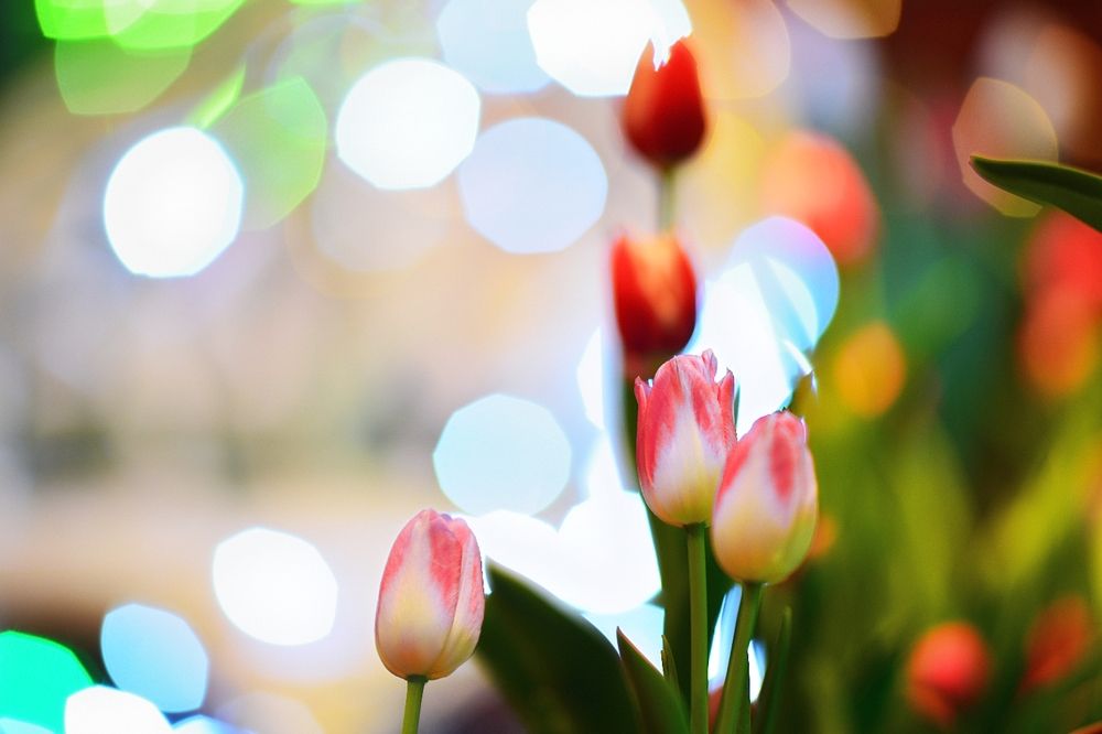 Photograph by Ohta Sigeki