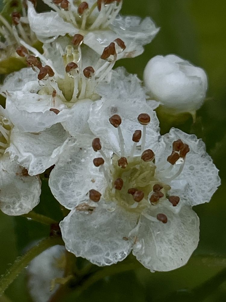 Photograph by Лилия