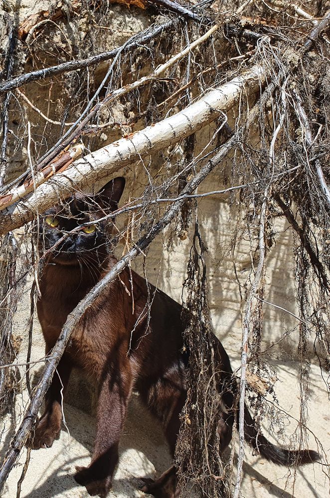 Фотография автора Надежда Лисицына