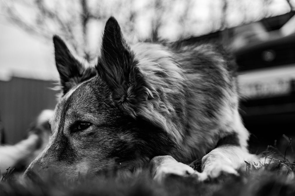 Мой ласковый и нежный зверь.