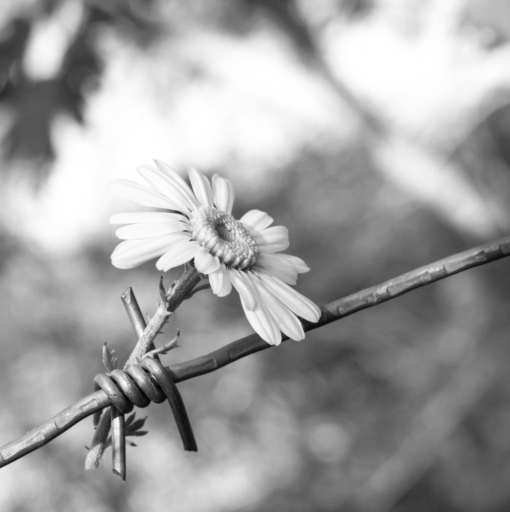 Photograph by Elena Lopatina