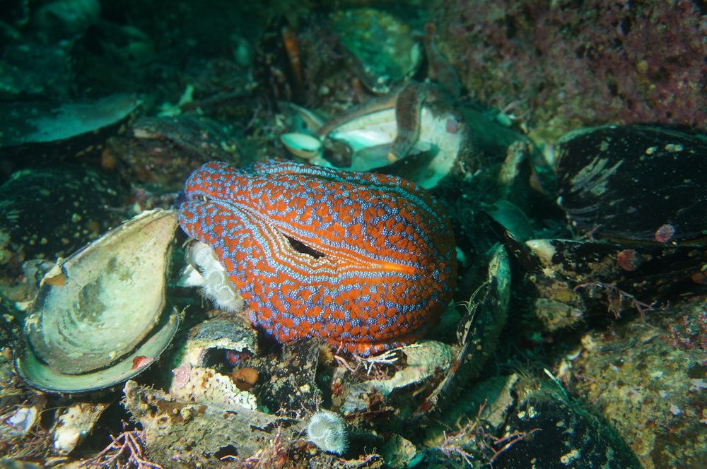 Photograph by Максим Роганов