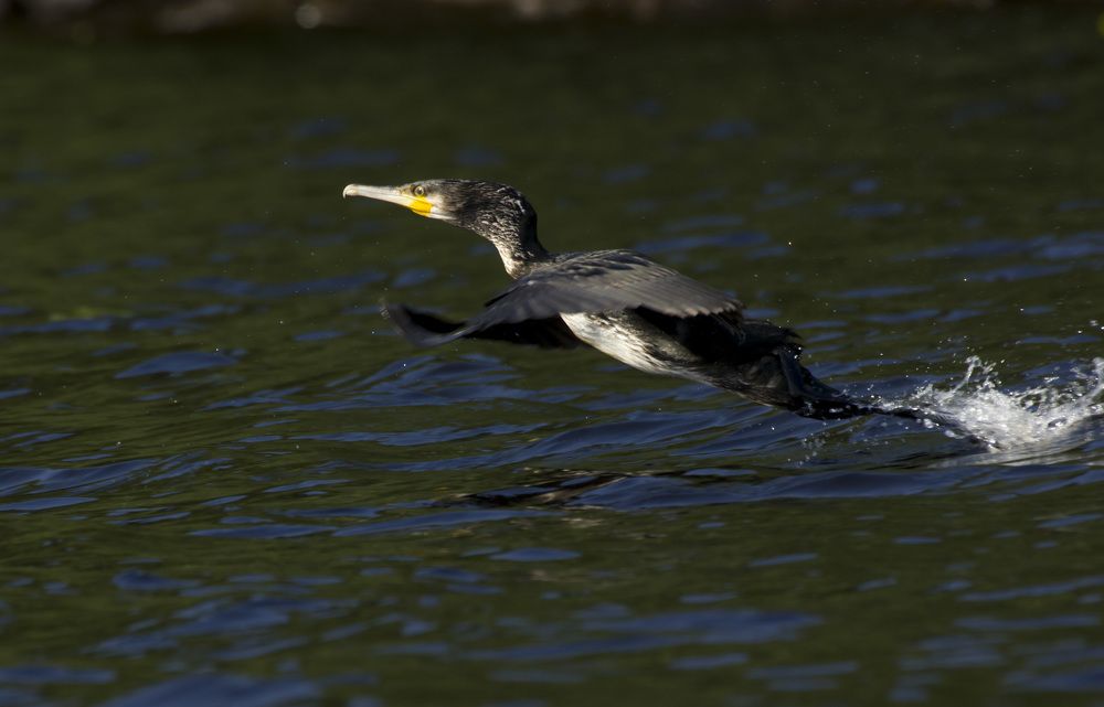 Фотография автора Александр Собокарь