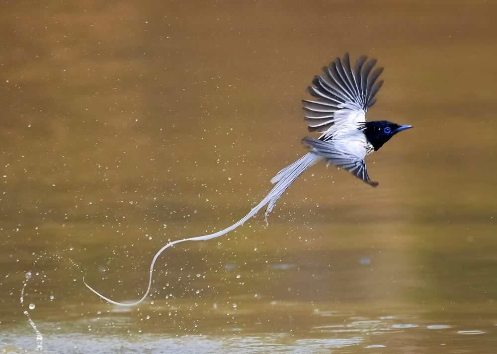 Photograph by Debashis Subudhi