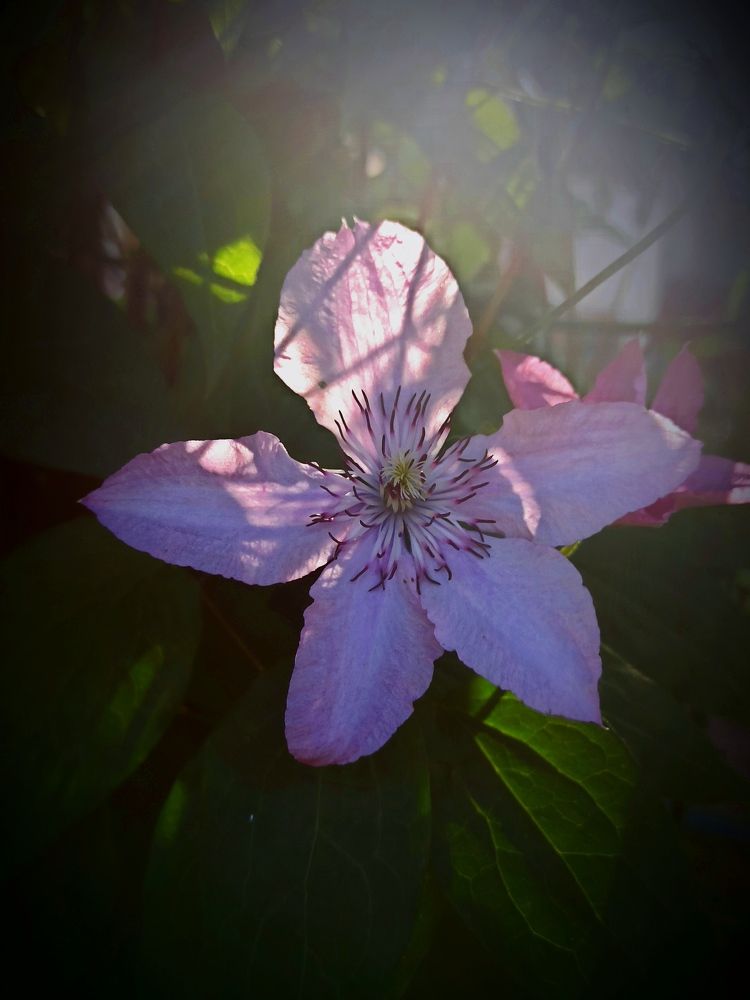 Лето.Утреннее солнышко.