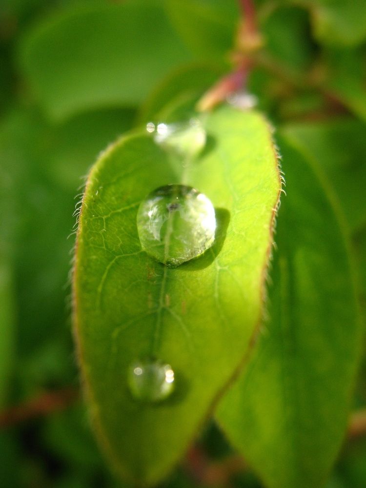 Photograph by Елена Лапина