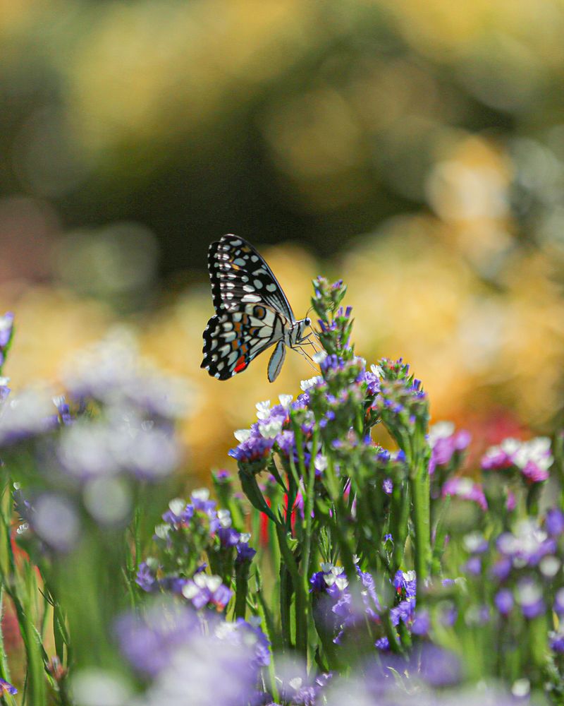 Photograph by Mohammadreza Majlesifar