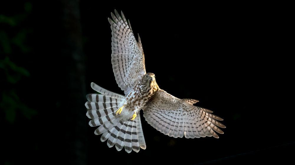 Shikra bird