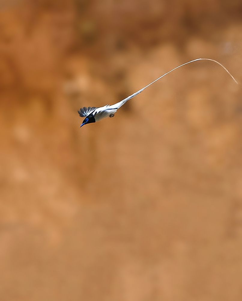 Indian paradise flycatcher(Male)