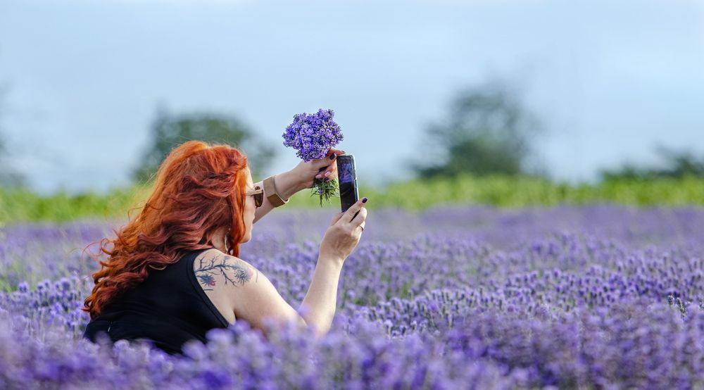 Lavandula 1