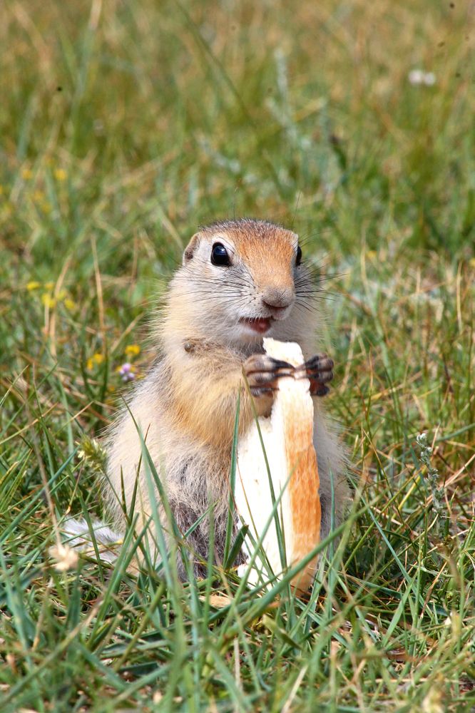 Байкальский суслик