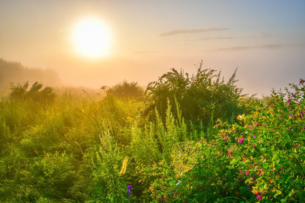 Туманное утро