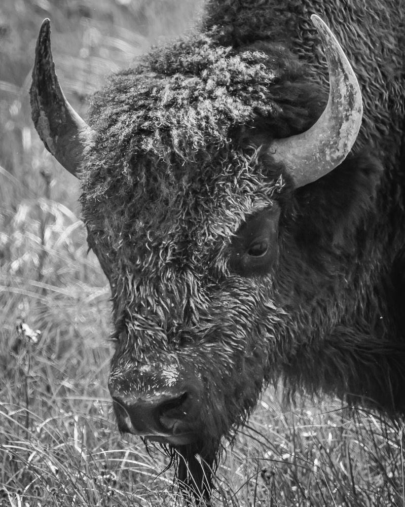 Photograph by Tony Douzenis