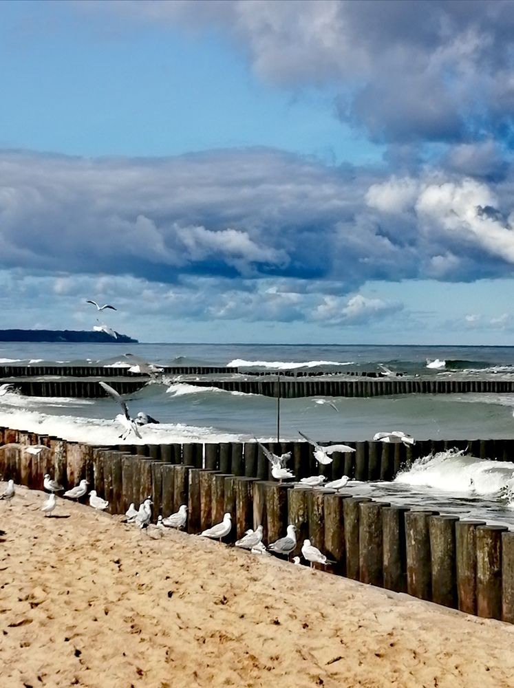 Чайки и Море