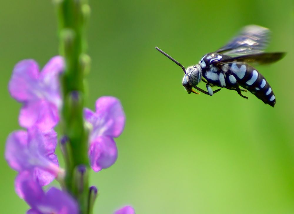 Photograph by Abhishek Manna