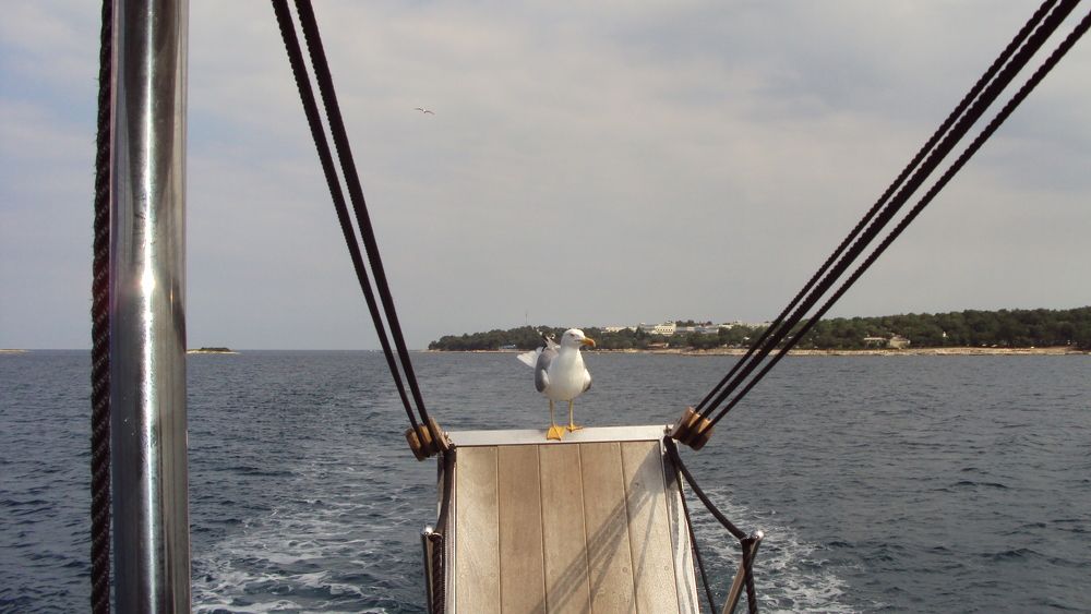Photograph by Светлана