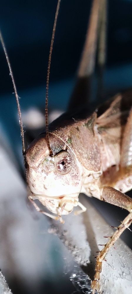 Попрыгунчик.