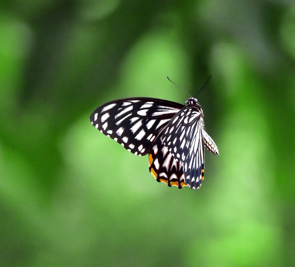 Photograph by Abhishek Manna