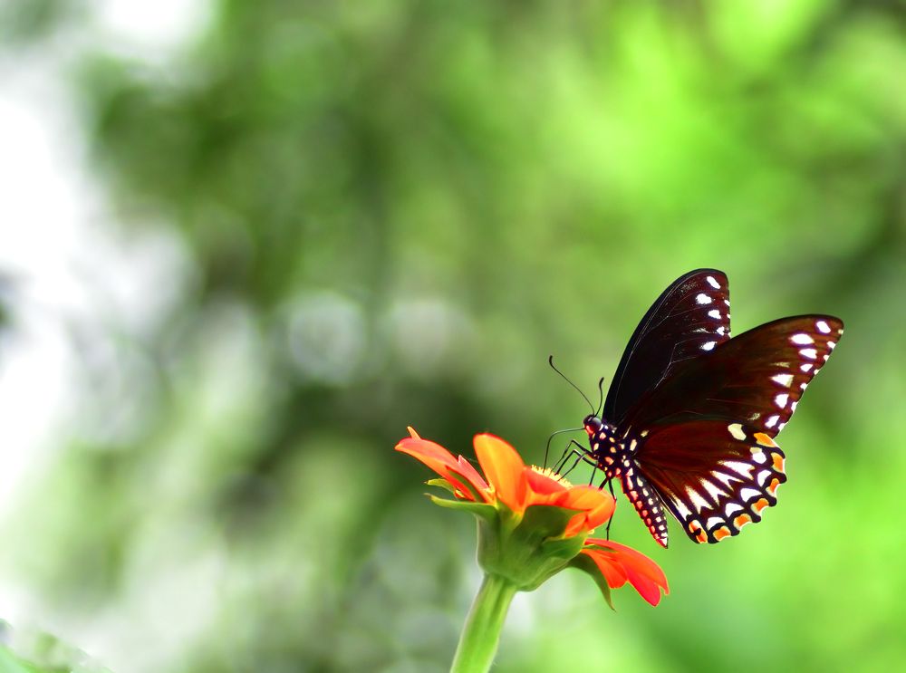 Photograph by Abhishek Manna