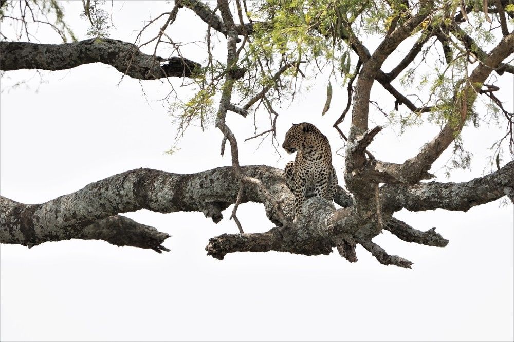 Leopard in a Tree