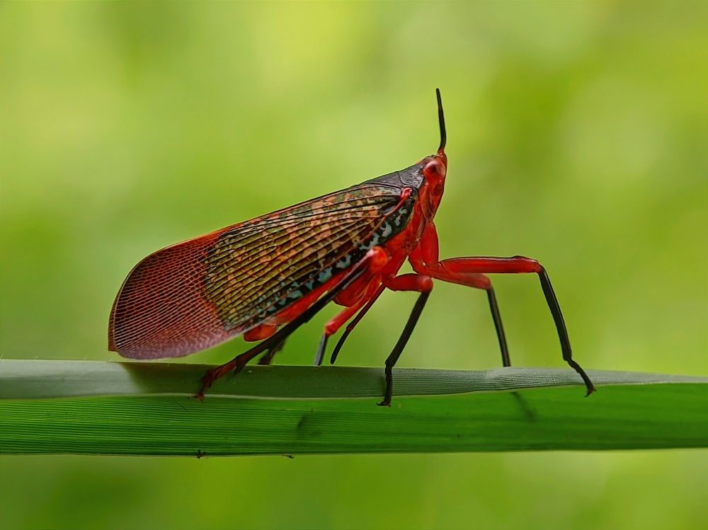 Фотография автора Ramprasad Das